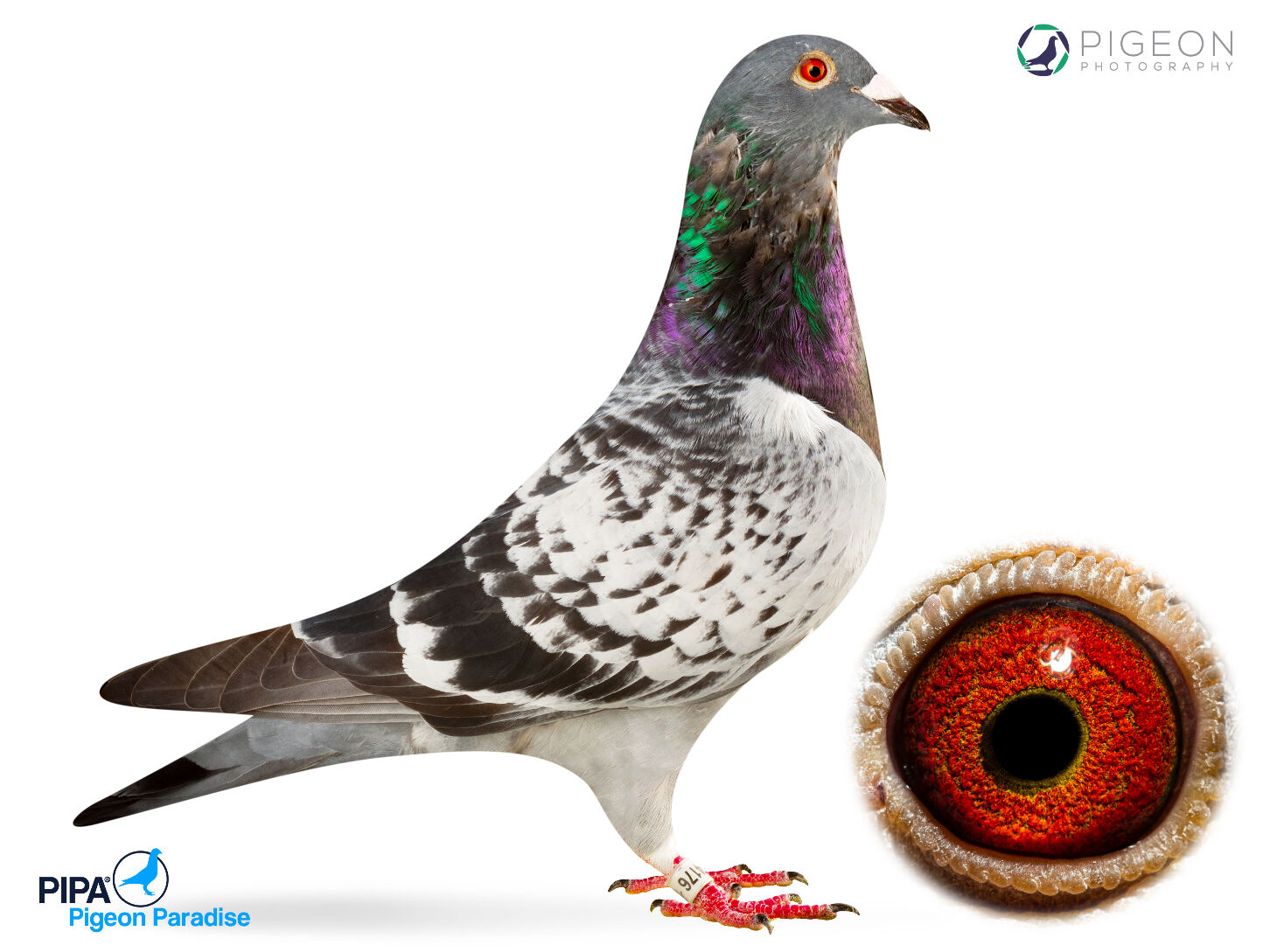 Viking Best Kittel PIPA