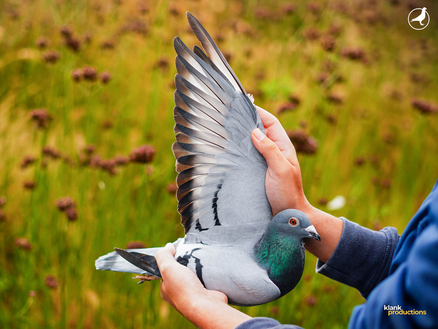 ダニエルと鳩 かさなり